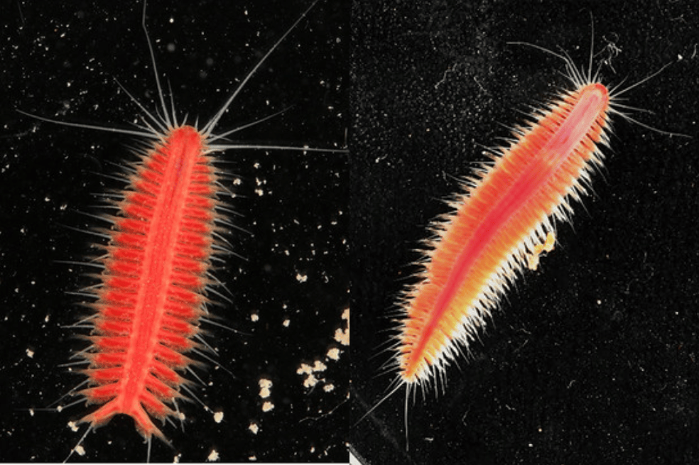 Nuevas especies de gusanos descubiertas en Japón. /Tomada de la investigación.