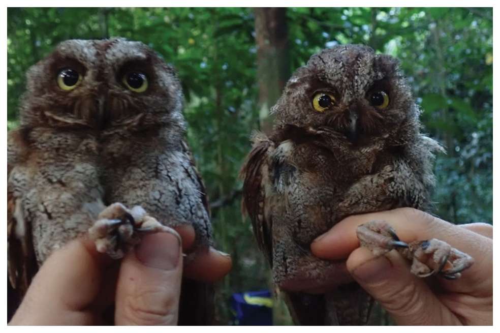 Este búho ahora se conoce oficialmente como Principe Scops-Owl u Otus bikegila.