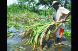 La amenaza del río Cauca