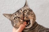 ¿A qué edad los gatos empiezan a querer a sus dueños?