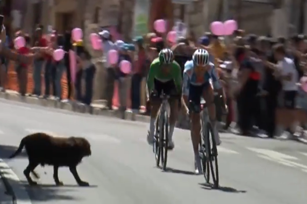 Perro en carrera
