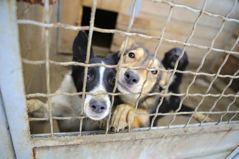 Tristes historias de animales maltratados y abandonados (que no deberían repetirse)
