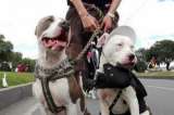 Policía no podrá multar a usuarios por no tener póliza para perros peligrosos: Fasecolda