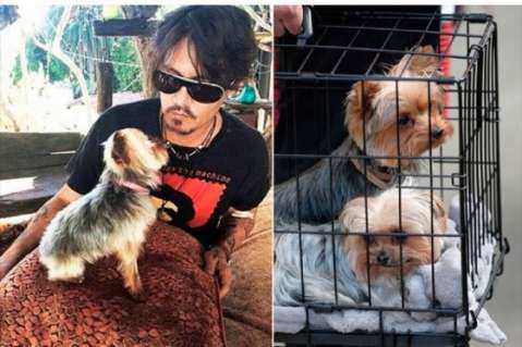 Esposa de Johnny Depp irá a tribunales por entrar ilegalmente a sus perros a Australia