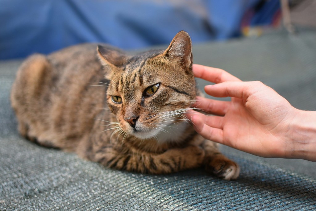 ¿Qué siente mi gato cuando lo acaricio?