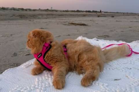 Inesperada confusión: hombre pensó que un gato en la playa era un perro