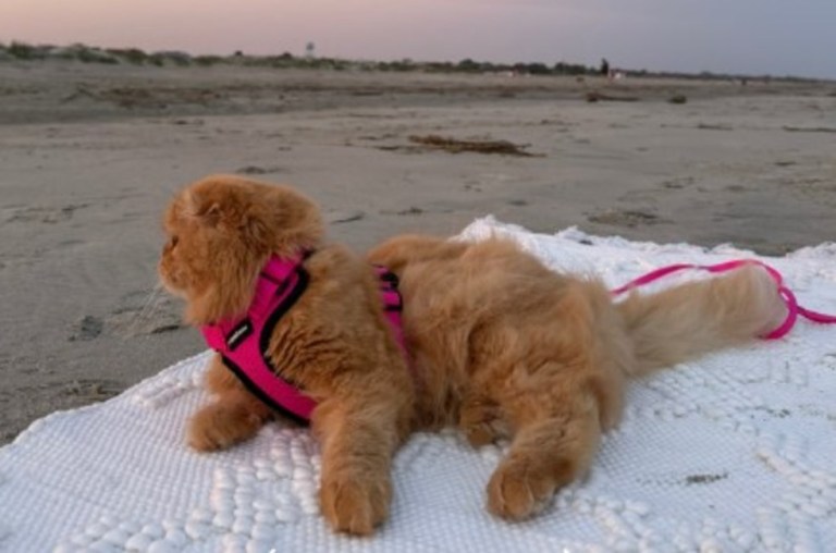 Inesperada confusión: hombre pensó que un gato en la playa era un perro