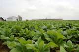 Las plantas parecen emitir sonidos (imperceptibles para humanos) cuando están bajo estrés