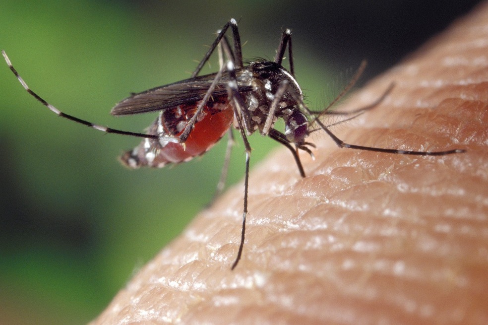 Mosquitos