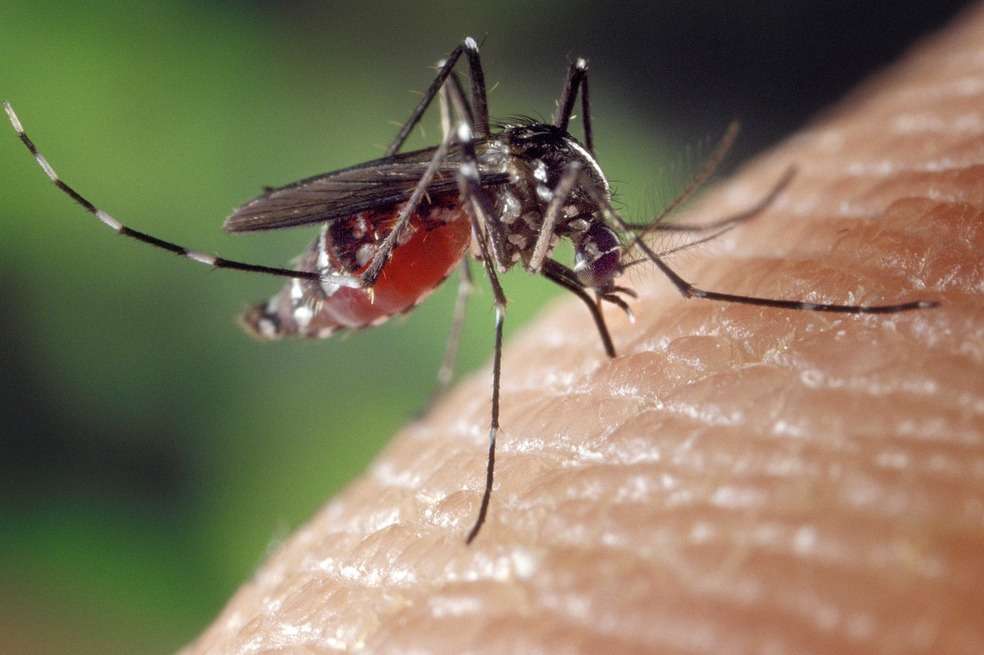 Mosquitos
