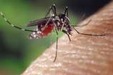 ¿A qué tipo de personas pican más los mosquitos?