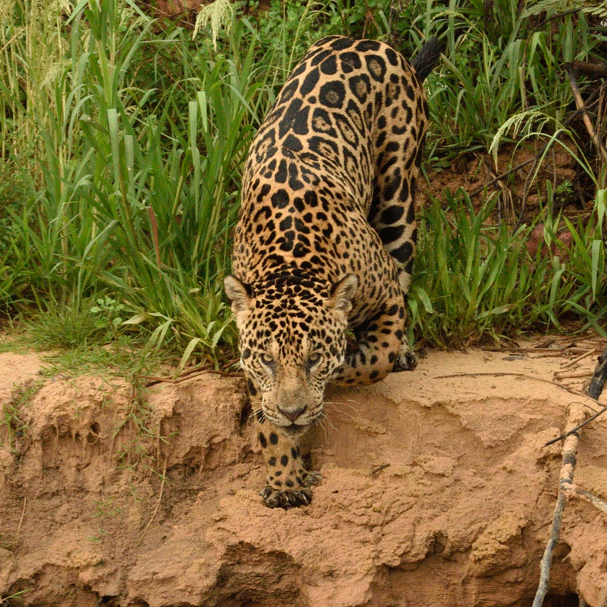 Jaguar especie protegida por Isa con programa Conexión Jaguar.