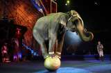 Eliminarán actuaciones con elefantes de tradicional circo en EE.UU.