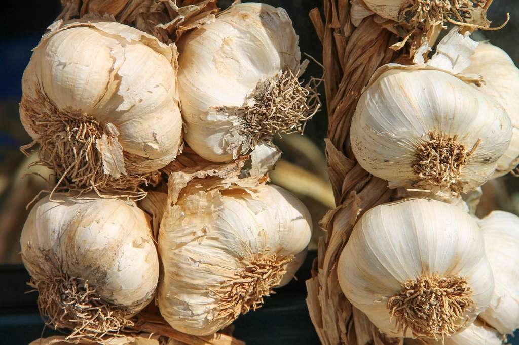 Prevenir es menos estresante para las plantas que combatir una infestación ya establecida.