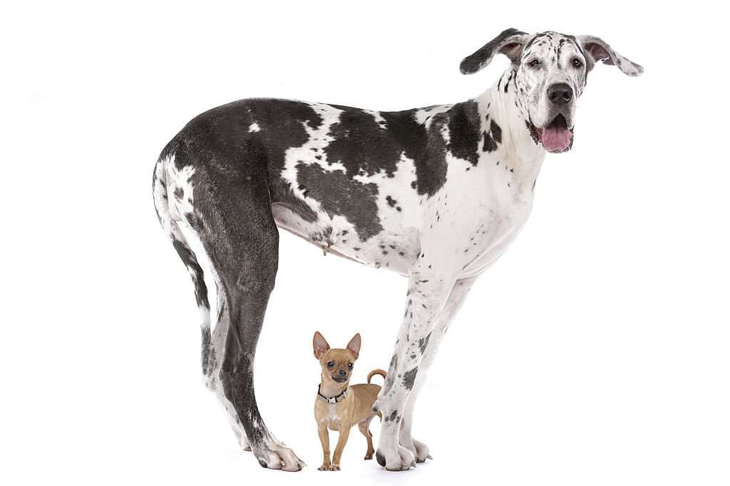 El Gran Danés puede llegar a medir más de 80cm mientras que el Chihuahua mide entre 15 y 35cm.