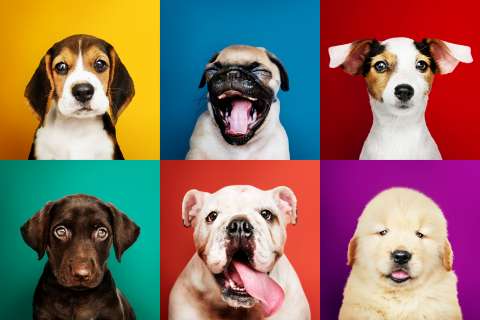 Elecciones 2023: propuestas de los candidatos a la Alcaldía de Bogotá sobre animales