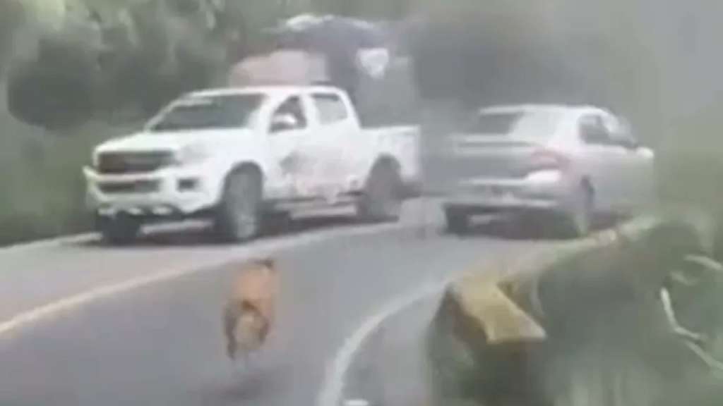 La grabación evidencia el alto riesgo al que fue expuesto, pues debió esquivar motocicletas y automóviles en una vía de alto flujo vehicular.