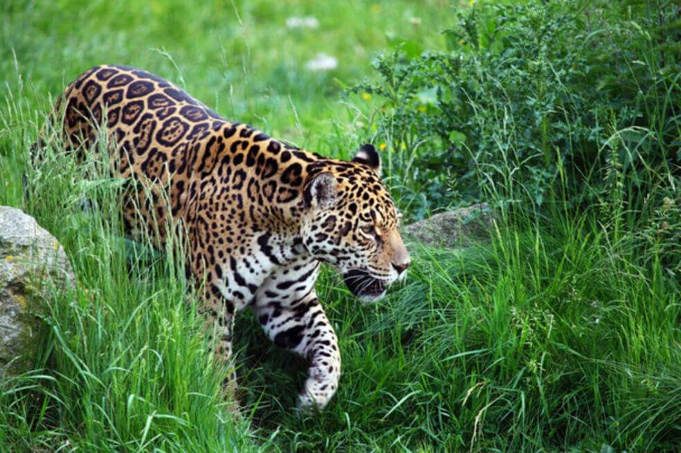 El jaguar es uno de los mamíferos más amenazados por la caza. / Pixabay