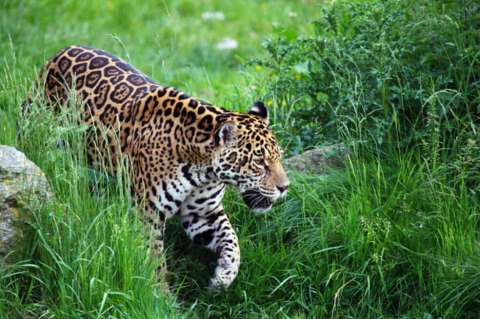 La cacería reduce en un 40% las poblaciones de grandes mamíferos en los trópicos