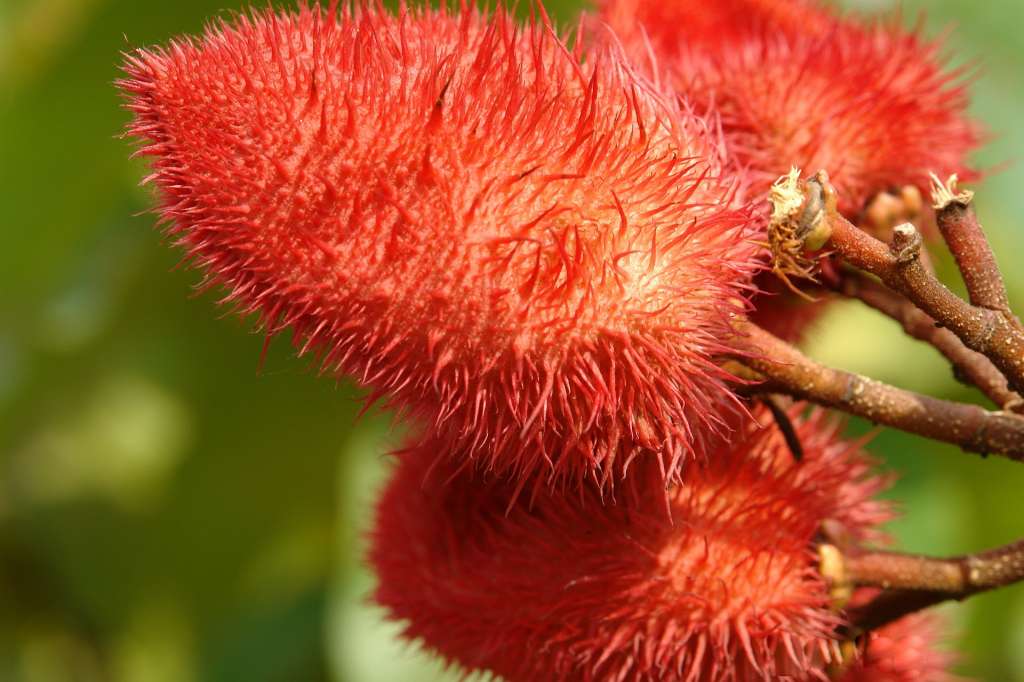 Una imagen que muestra en primer plano los rojos y espinosos frutos de la planta de achiote.
