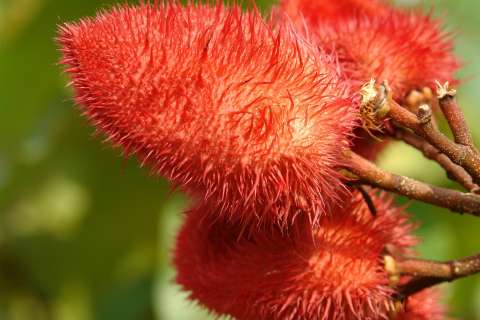 Achiote, la planta que pinta de rojo su cocina: aprenda a cultivarla