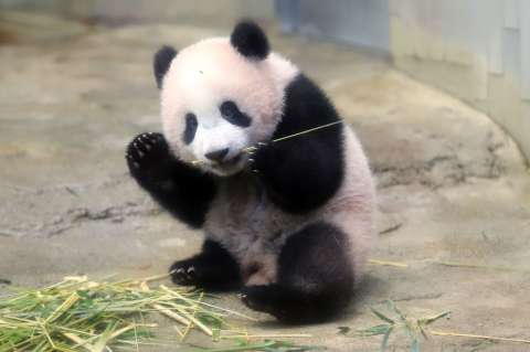 Empresa china transforma el excremento de panda en pañuelos de papel