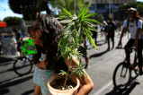 Cannabis de uso adulto: análisis sobre el impacto económico y ambiental