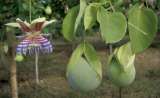 ¿Cuál es la fruta colombiana que parece una granadilla, pero sabe a piña y maracuyá?