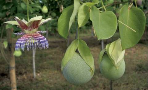 ¿Cuál es la fruta colombiana que parece una granadilla, pero sabe a piña y maracuyá?