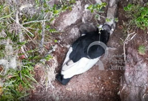En video: graban los primeros vuelos de Lulú, la cría de cóndor que nació en Santander