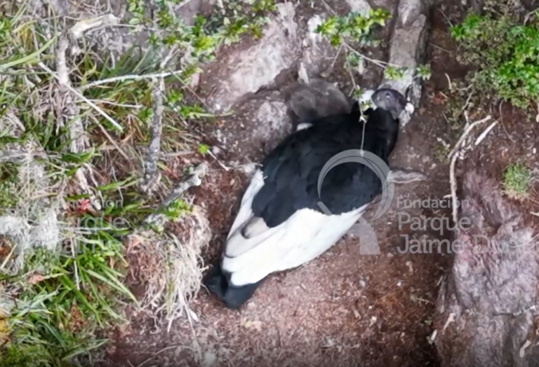 En video: investigadores logran ver, como nunca antes en Colombia, a una cría de cóndor