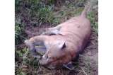 Autoridades ambientales investigan muerte de puma en El Líbano, Tolima