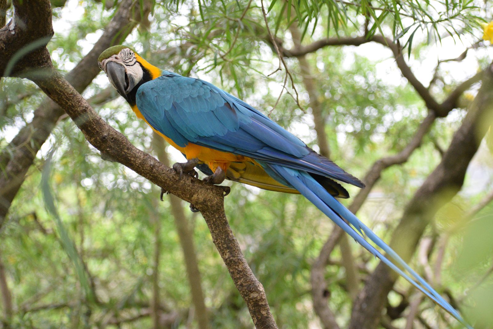Según la organización WWF al año se trafican cerca de 1,5 millones de aves vivas en el mundo.