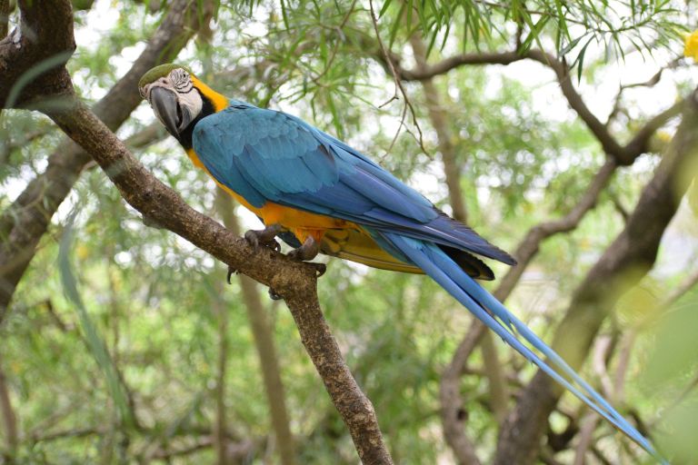 Aves amazónicas momificadas: un rastro del tráfico animal de más de 500 años de antigüedad