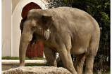 Muerte de elefante hembra en India revela el maltrato que sufren estos animales