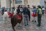 Fueron decomisadas tres llamas de la plaza de Bolívar en Bogotá