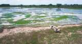 Producir y conservar: el caso de la ganadería en las sabanas inundables de la Orinoquia