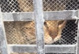 Rescatan a gato que llevaba más de 20 días atrapado en una iglesia en Cali