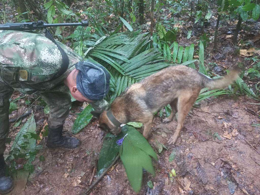 Aunque los menores fueron hallados, Wilson, el perro que buscaba a los niños en la selva, no aparece. El animal fue quien ayudó a encontrar una de las pistas claves que determinarían que los menores seguían con vida.