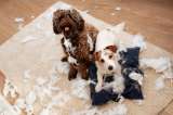 ¿Cuáles son las razas de perros más desobedientes?