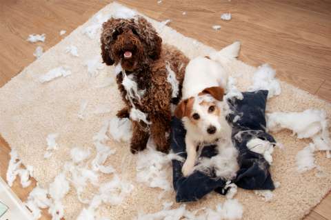 ¿Cuáles son las razas de perros más desobedientes?