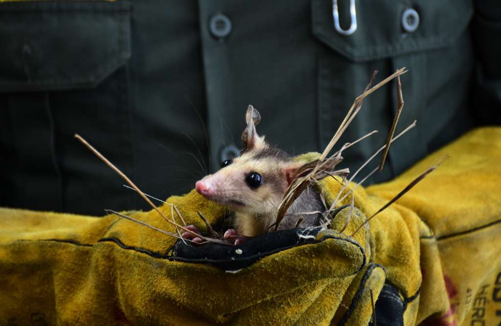 La comunidad velará por la conservación de estos individuos y del área en la cual fueron liberados
