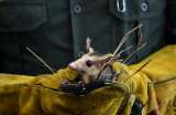 Liberan fauna silvestre en el Huila