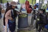 La pelea por la coca en Bolivia