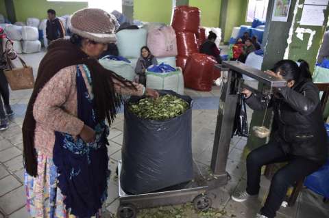 La pelea por la coca en Bolivia