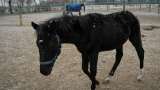 (VIDEO) Zhuang Zhuang, el primer caballo clonado para deportes ecuestres en China