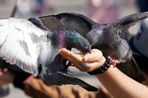 Bruselas suministrará anticonceptivos a las palomas para reducir su población