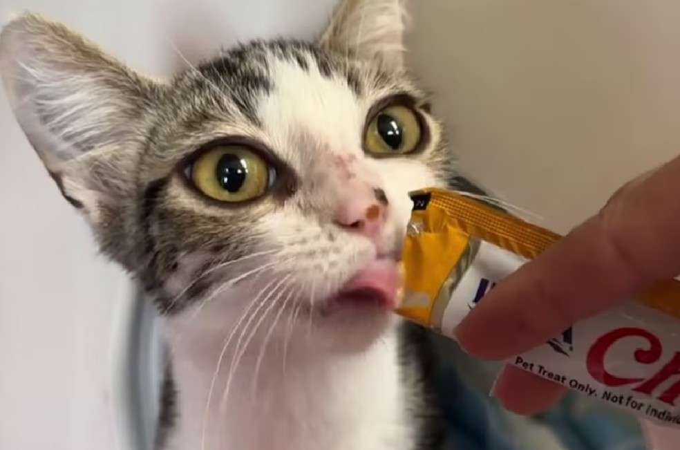 Bobble, antes conocido como ‘Búho’, cautivó a miles en redes sociales por el tamaño de sus ojos y hoy disfruta de una nueva vida en un hogar adoptivo en California.