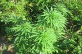 Los 5 municipios de Cauca que abren sus puertas a la marihuana medicinal