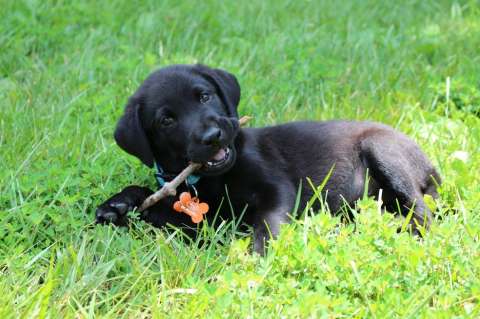 Pólvora en diciembre: prepare a su mascota para los ruidos desagradables